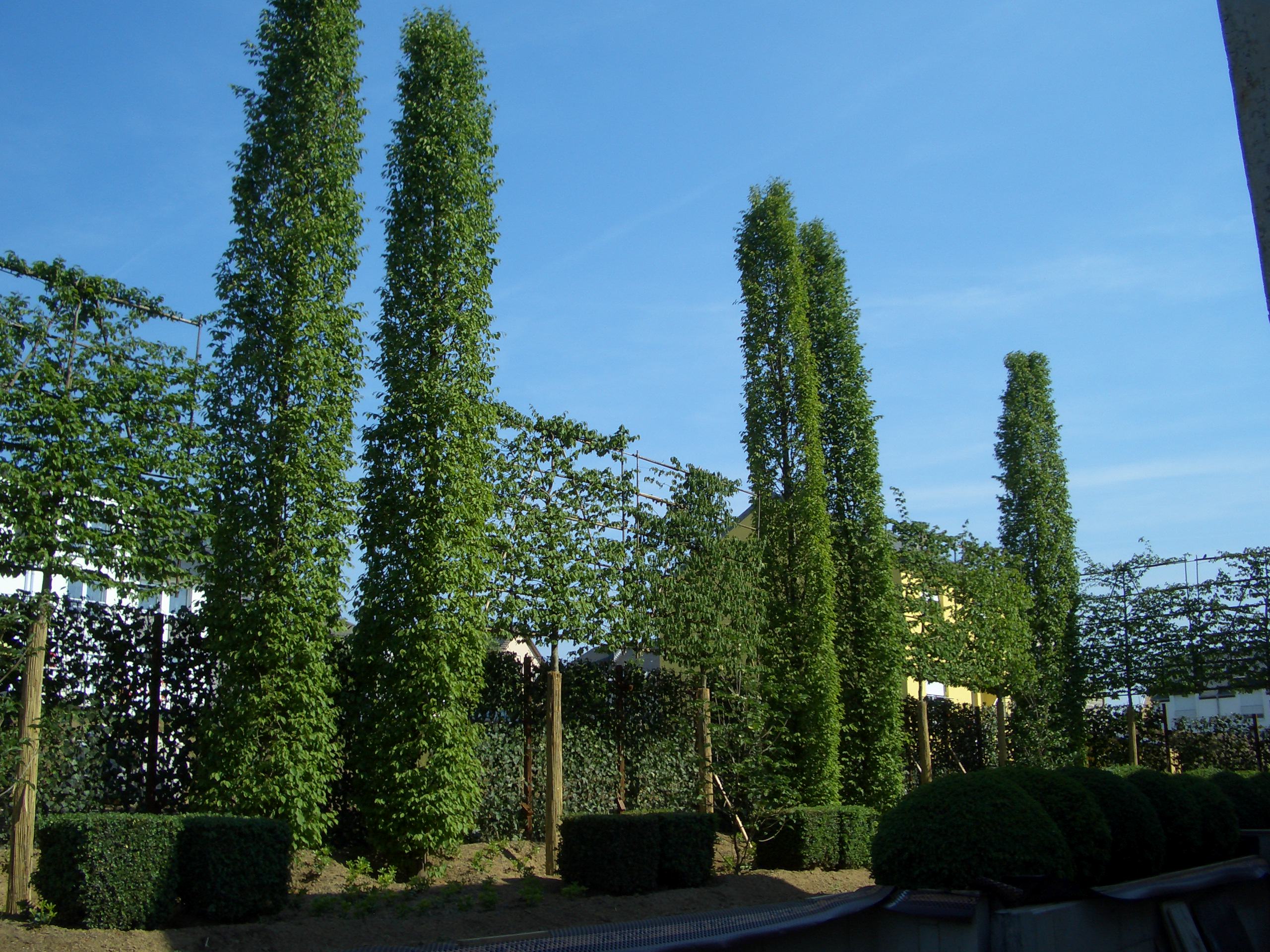 Spalierbäume die schwebende Hecke Moderner Sichtschutz