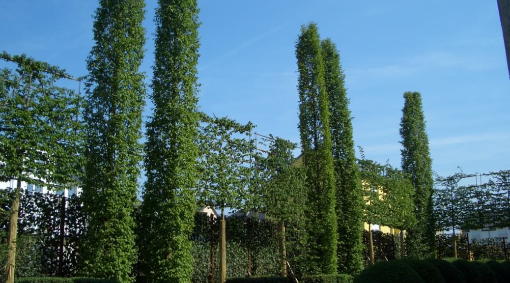 cropped-CIMG7855.jpg