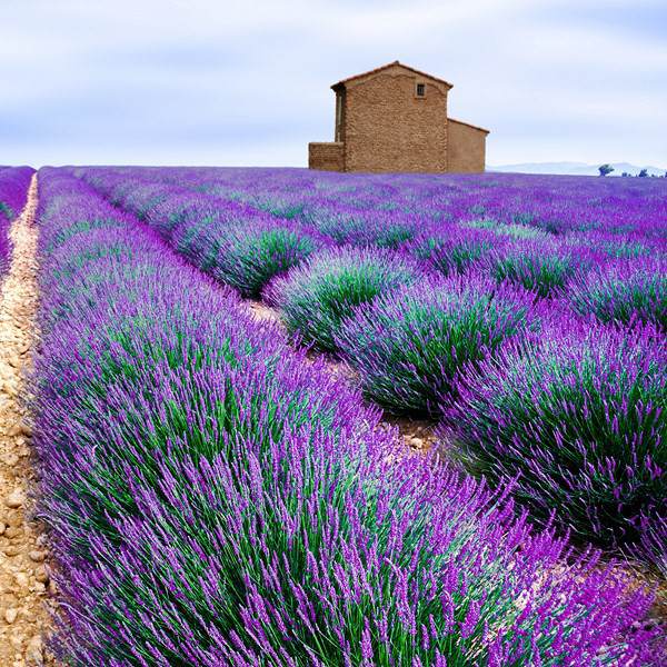 Lavandula angustifolia Quelle: pflanzmich.de