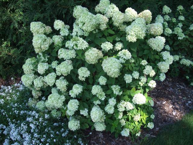 Hydrange paniculata 'Little Lime' Quelle: pflanzmich.de