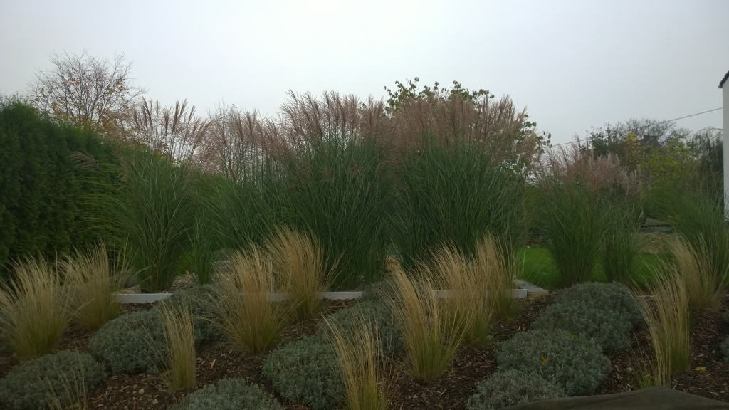 Miscanthus sinensis 'Gracillimus' als Gräserhecke