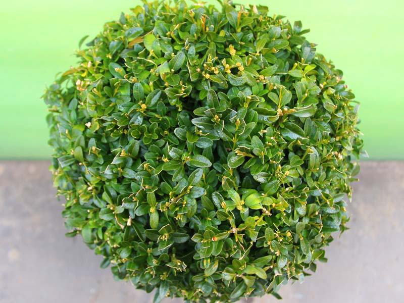 buxus-buchsbaum-kugel 