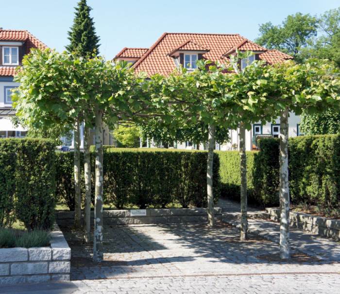 Dachplatane als Sonnenschutz Quelle: pflanzmich.de