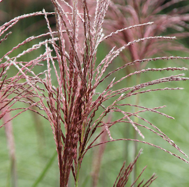 garten-chinaschilf-malepartus_miscanthus-sinensis-malepartus2