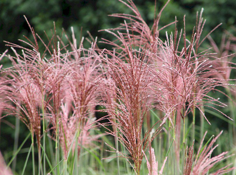 Miscanthus sinensis 'Malepartus' Quelle: pflanzmich.de