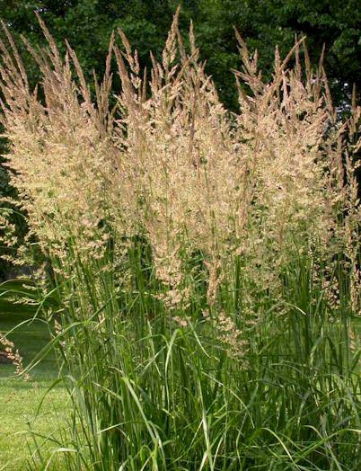 garten-reitgras_calamagrostis-x-acutiflora-karl-foerster1