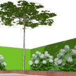 Grüner Patio aus Dachplatanen mit Heckeneinfassung, Grossformatplatten, Cortenstahlband und Hortensien