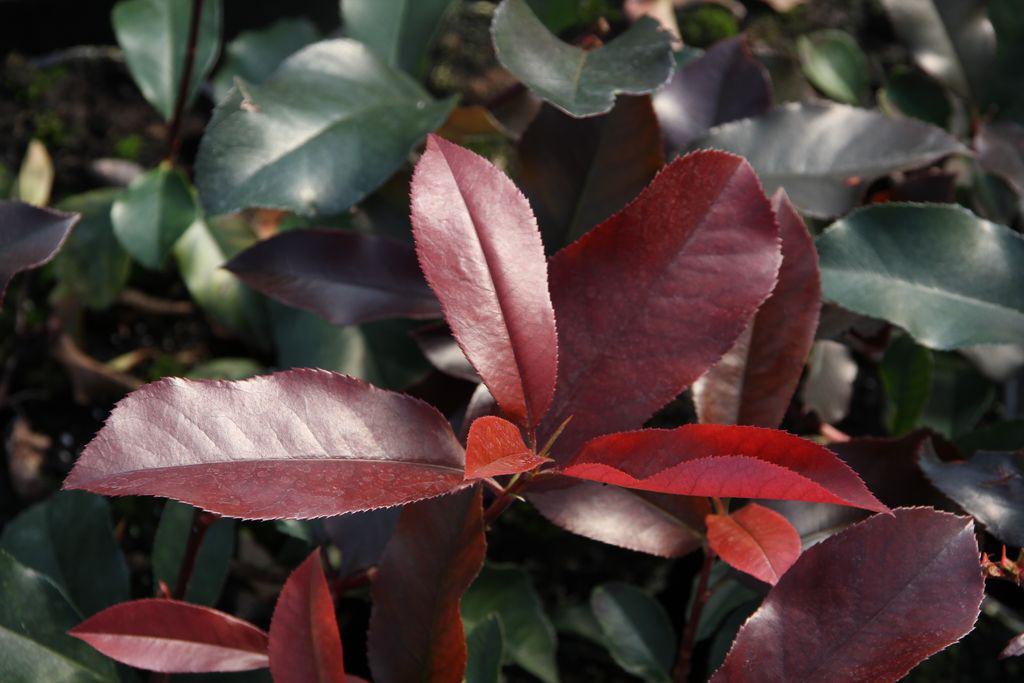 photinia_fraseri_robusta_compact