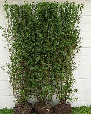 Legohecke, Heckenelement, Ligustrum vulgare,  Quelle: pflanzmich.de