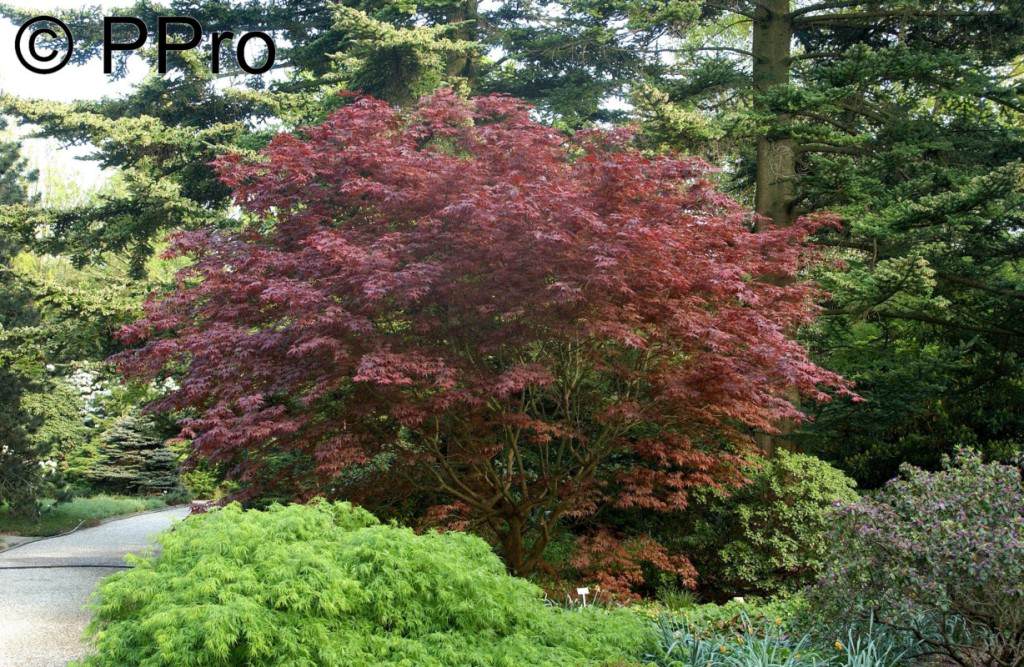 roter-faecherahorn-_acer-palmatum-bloodgood Quelle: pflanzmich.de