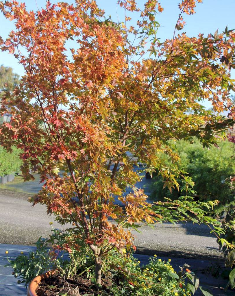 Acer palmatum Sangokaku - Korallenahorn Quelle: pflanzmich.de